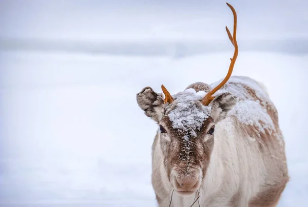 Primo Piano Cervo Con Corno Piedi Sul Terreno Innevato Nella — Foto Stock