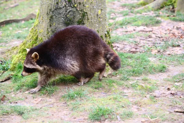 Eine Selektive Fokusaufnahme Von Waschbär Der Der Nähe Eines Baumes — Stockfoto