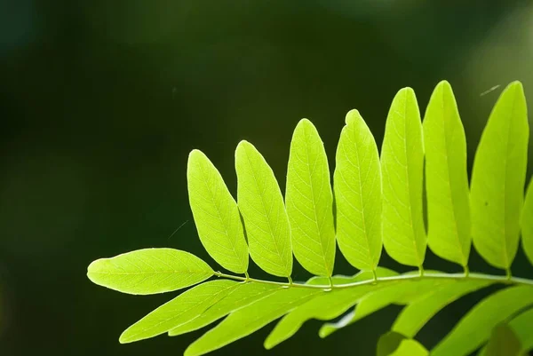 Zbliżenie Podświetlanych Zielonych Liści — Zdjęcie stockowe