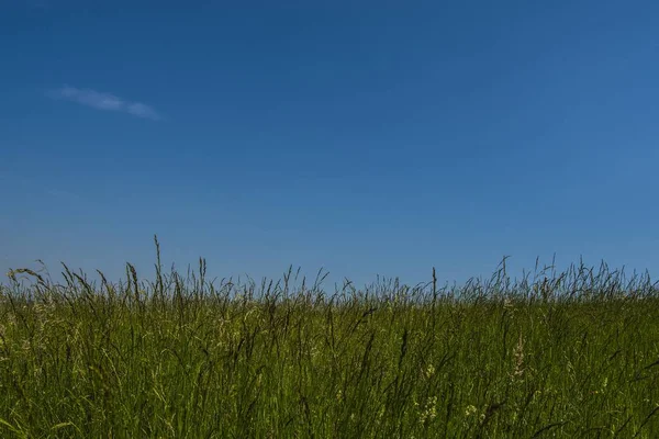 Een Groen Veld Met Planten Een Blauwe Heldere Lucht — Stockfoto