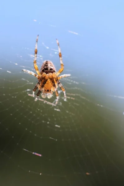 Tiro Close Vertical Uma Aranha Uma Teia Fundo Verde — Fotografia de Stock