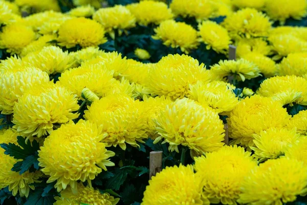 Primo Piano Girato Fiori Gialli Con Foglie Verdi Perfetto Sfondo — Foto Stock