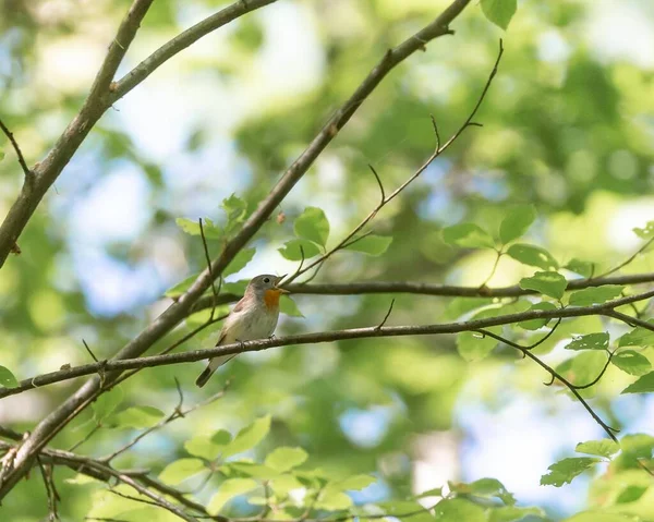 Moucherolle Mignon Vieux Monde Perché Sur Une Branche Arbre Avec — Photo