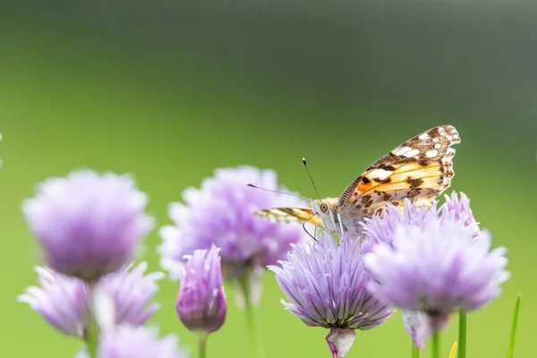 Tiro Close Uma Borboleta Sentado Uma Flor Roxa Com Fundo — Fotografia de Stock