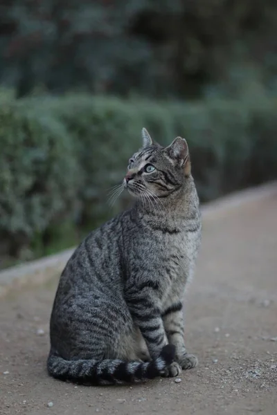 Vertikal Bild Katt Som Sitter Marken Bakom Gröna Buskar — Stockfoto