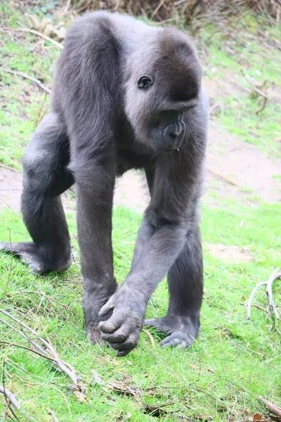 Een Verticaal Schot Van Een Gorilla Staand Een Heuvel — Stockfoto