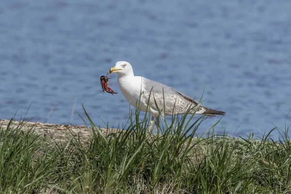 Une Mouette Sur Littoral Avec Crabe Dans Bouche — Photo