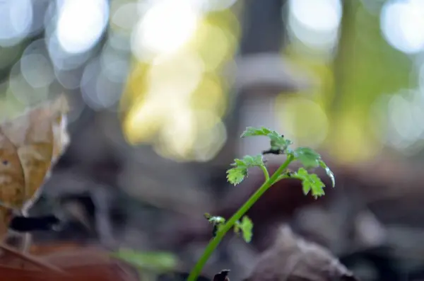 森林里一种背景模糊的绿色小植物的特写镜头 — 图库照片