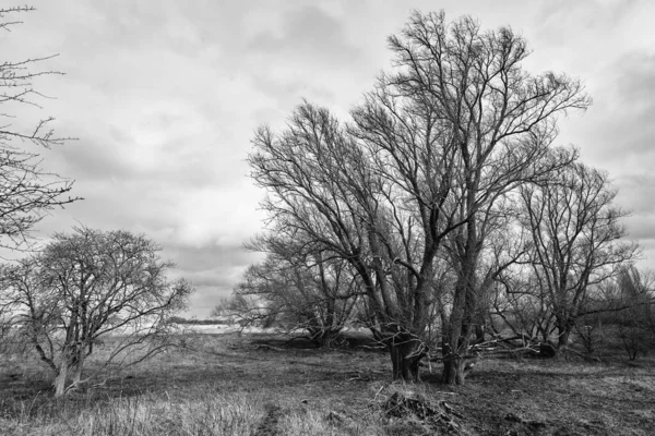 Kırsal Kesimdeki Kalın Ağaçların Gri Tonlu Bir Görüntüsü — Stok fotoğraf