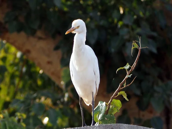 Belo Tiro Pássaro Branco Gado Egret Com Edifício Árvores Fundo — Fotografia de Stock