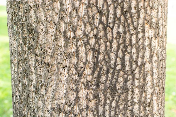 树皮公园里一种独特图案的树皮特写 — 图库照片