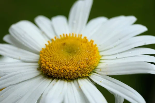 Detailní Výběr Ostření Záběr Bílé Sedmikrásky Květiny Zeleným Pozadím — Stock fotografie