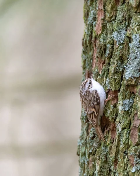 Vertical Closeup Shot American Treecreeper Tree Blurred Background — Stock Photo, Image