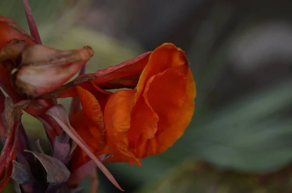 Ένα Κοντινό Πλάνο Από Ένα Πορτοκαλί Λουλούδι Κάνναβης Μια Συννεφιασμένη — Φωτογραφία Αρχείου