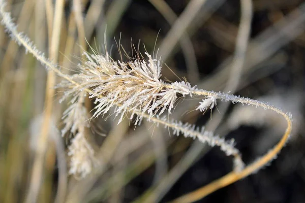 Eine Selektive Aufnahme Des Frosts Auf Einer Getrockneten Grasblume — Stockfoto