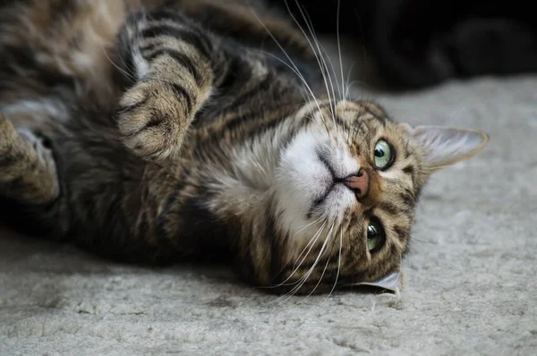 Nahaufnahme Einer Katze Die Sich Auf Den Boden Legt — Stockfoto