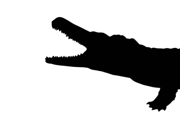 Egy Fehér Alapon Elszigetelt Krokodil Sziluettjének Illusztrációja — Stock Fotó