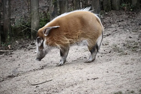 Eine Selektive Fokusaufnahme Eines Bootes Mit Verschwommenem Hintergrund — Stockfoto