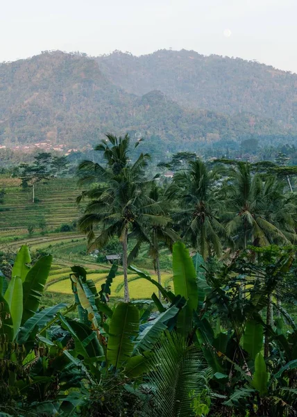 Lahan Padi Hijau Yang Indah Dengan Pohon Tropis Bali — Stok Foto