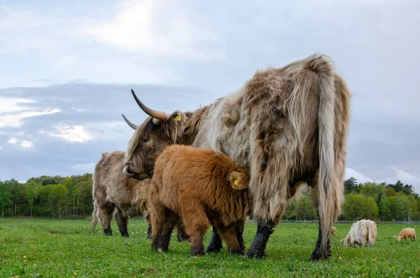 A calf, highland cattle, draws milk from its mother. The cows walk on a green meadow and can graze fresh green grass. Background with copy space.