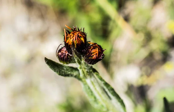 Plan Fermeture Une Fleur Non Fleurie Avec Fond Flou — Photo