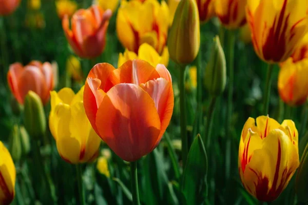 Tournage Sélectif Une Tulipe Rouge Dans Champ Fleurs — Photo