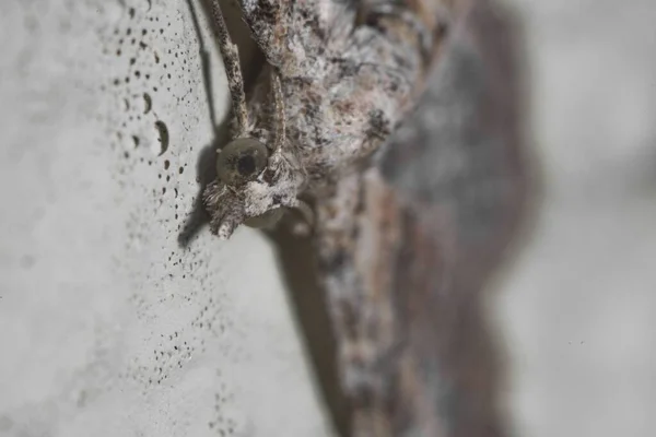 Nahaufnahme Einer Großen Fliege Die Der Wand Sitzt — Stockfoto