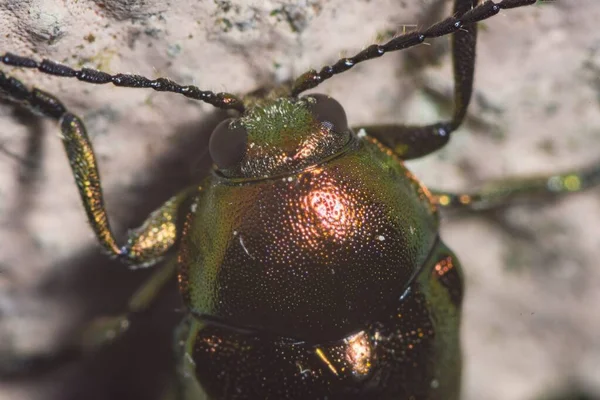 Een Close Shot Van Een Groen Insect Zittend Een Muur — Stockfoto