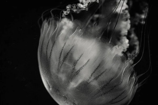 Южноамериканская Крапива Плавающая Глубоких Водах — стоковое фото