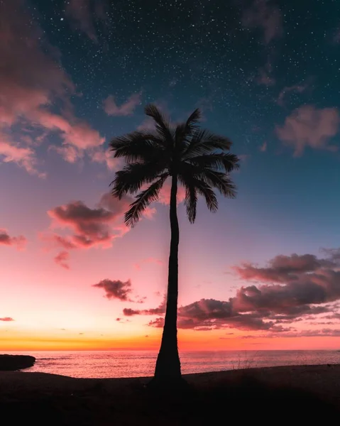 Gün Batımında Bir Galaksinin Altında Bir Palmiye Ağacının Silueti Arka — Stok fotoğraf