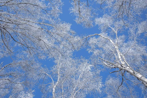 Disparo Bajo Ángulo Árboles Cubiertos Nieve Con Cielo Azul Claro —  Fotos de Stock