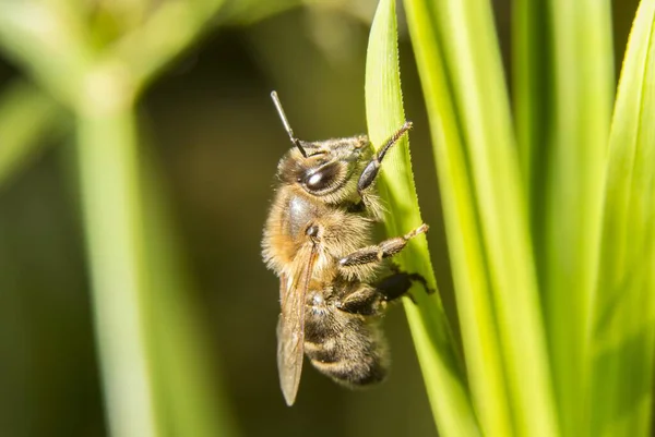 Makro Ujęcie Małej Pszczoły Siedzącej Świeżej Zielonej Roślince — Zdjęcie stockowe