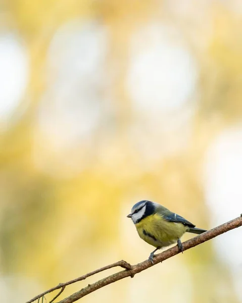 Eine Vertikale Nahaufnahme Eines Gelben Sperlings Auf Einem Ast Mit — Stockfoto