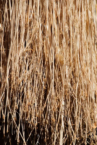 Een Close Shot Van Opknoping Gedroogde Stokken Gras — Stockfoto