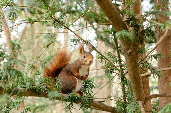 Closeup Shot Squirrel Sitting Tree Branch Trees Background — Stock Photo, Image