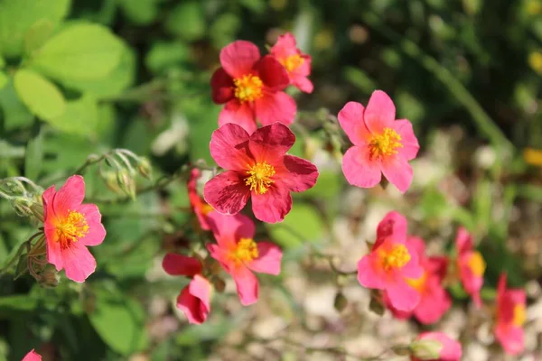 Closeup Shot Pink Helianthemum Nummularium Rock Rose Green Blurry Background — Stock Photo, Image