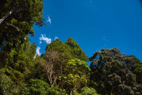 Árvores Céu Azul — Fotografia de Stock