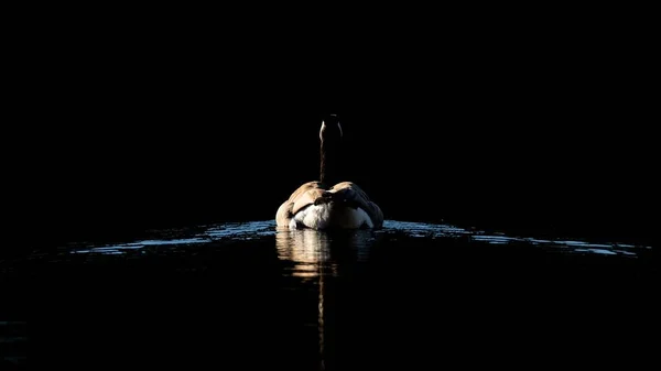 A behind shot of a duck swimming in a lake at night time