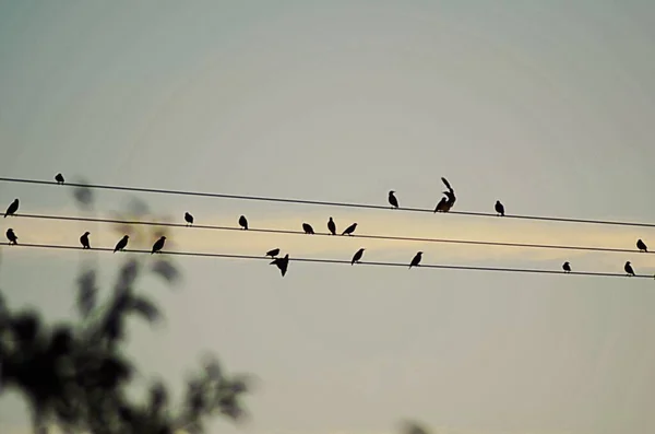 Tiro Ângulo Baixo Pássaros Fio Transmissão Com Fundo Borrado — Fotografia de Stock