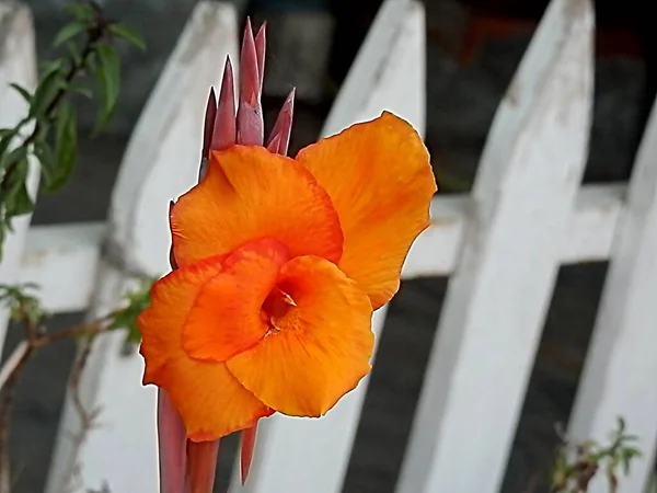 Bellissimo Scatto Fiore Colore Brillante Nel Giardino Fronte Una Recinzione — Foto Stock