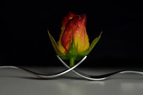 Růže Usazená Špičkách Vidlice Svisle Stojící — Stock fotografie