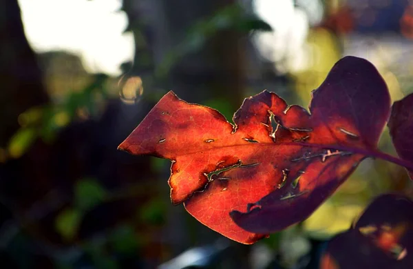 Closeup Shot Brown Leaf Blurred Background — Stock Photo, Image