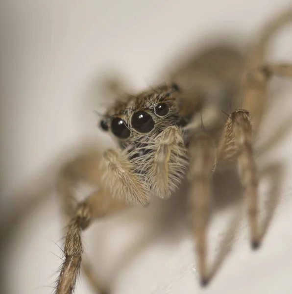 Gros Plan Une Grande Araignée Jardin Européenne — Photo