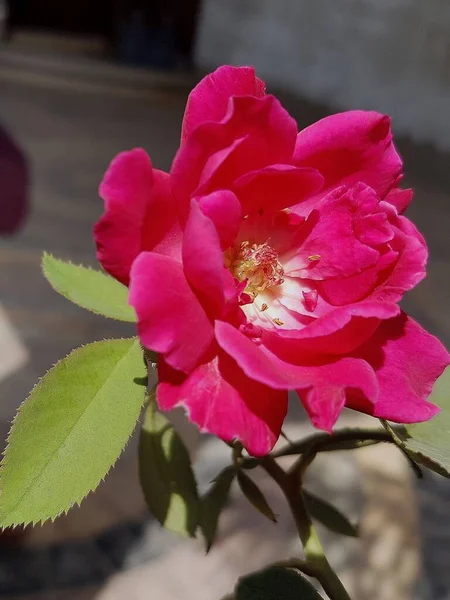정원에 분홍색 꽃봉오리 — 스톡 사진