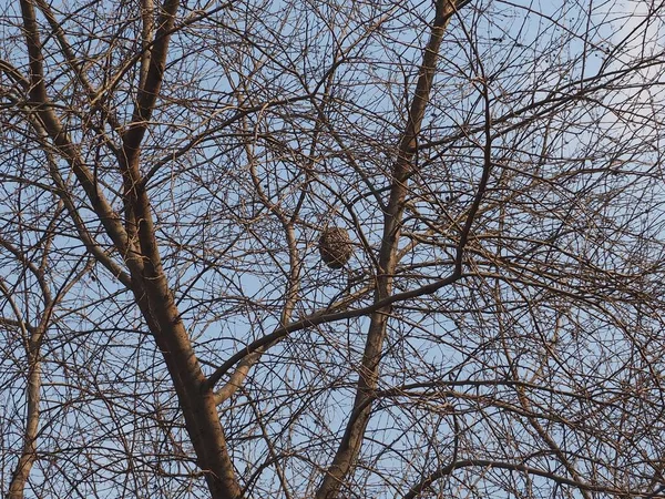 Nido Aves Centro Las Ramas Desnudas Árbol —  Fotos de Stock