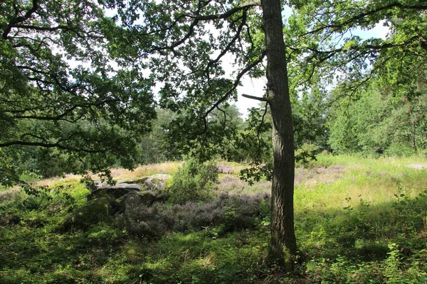 Ein Baum Auf Einem Grasfeld Bornholm Dänemark — Stockfoto