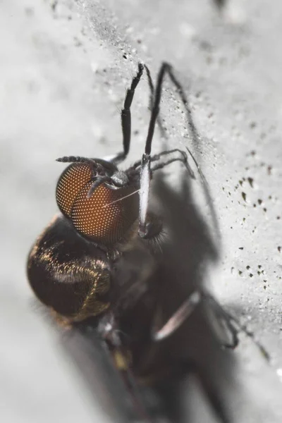 壁に座っているオレンジ色の目を持つ大きなハエのクローズアップ垂直ショット — ストック写真