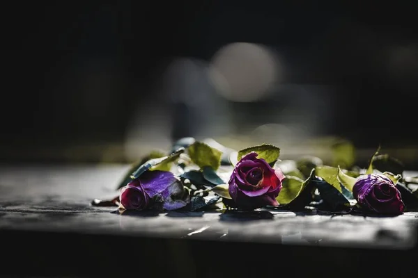 Μωβ Τριαντάφυλλα Και Ένα Θολό Φόντο — Φωτογραφία Αρχείου
