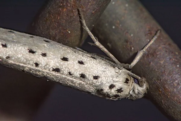 Een Close Shot Van Een Wit Insect Met Zwarte Stippen — Stockfoto