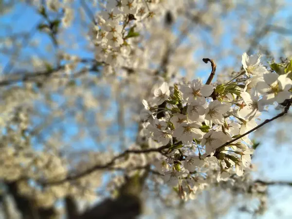 Vue Gros Plan Une Grappe Fleurs Cerisier Blanc Fleurissant Sur — Photo